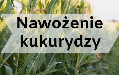 Nawożenie kukurydzy.