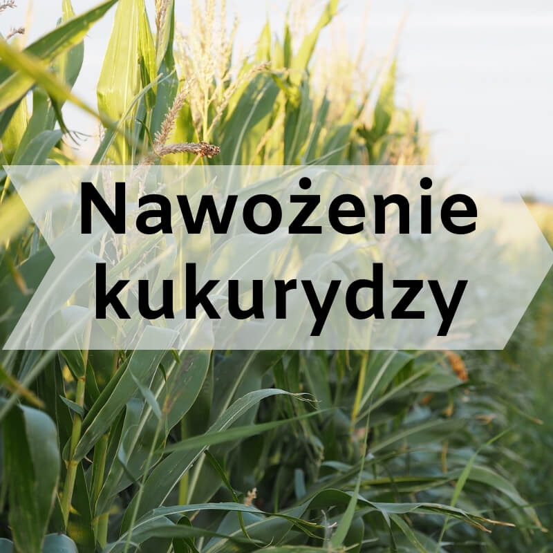 Nawożenie kukurydzy.