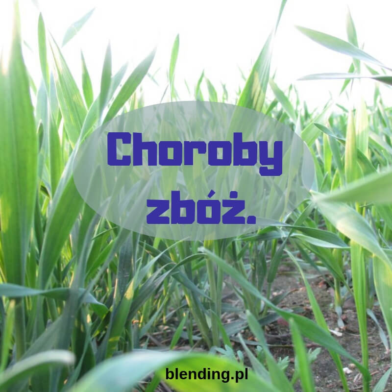 Zadbać o zboża Zadbać o zboża