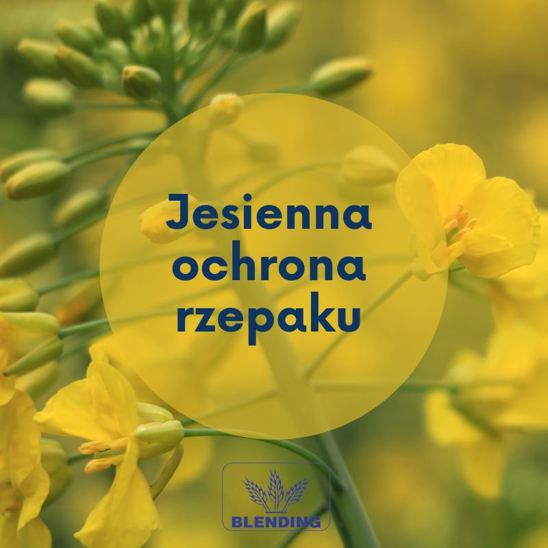 Jesienna fungicydowa ochrona