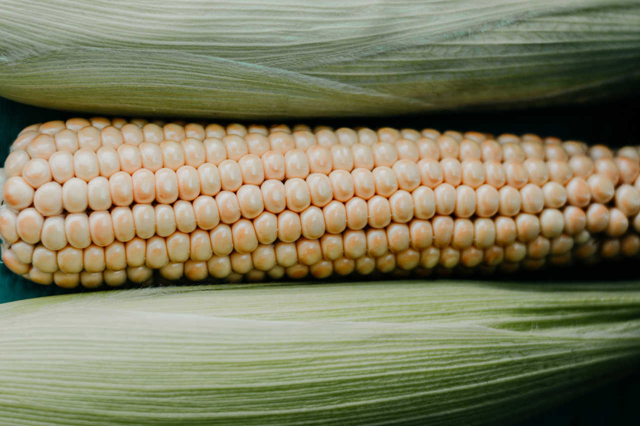 Kukurydza – jedna z najpopularniejszych roślin uprawnych