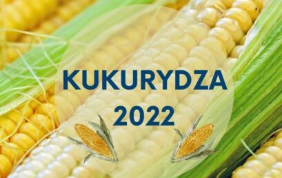 Kukurydza – materiał siewny