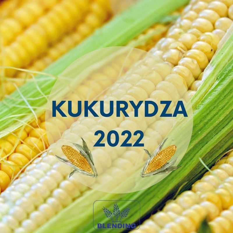 Kukurydza – materiał siewny