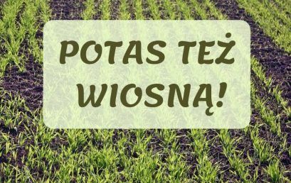 Potas można dostarczyć też wiosną!