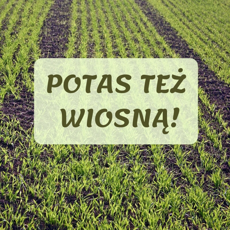 Potas można dostarczyć też wiosną!