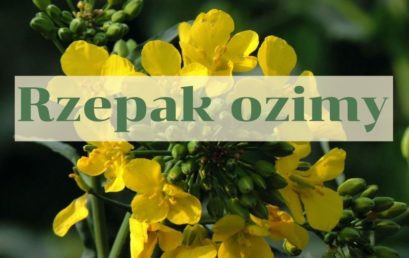 Rzepak ozimy