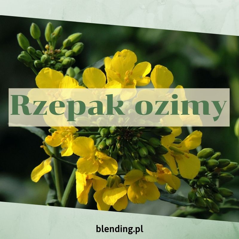 Rzepak ozimy