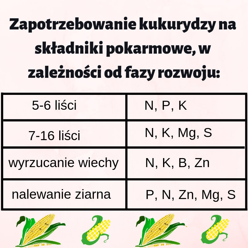 zapotrzebowanie_kukurydzy