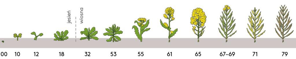 rzepak fazy rozwojowe