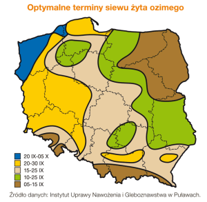 terminy-siewu-zyta