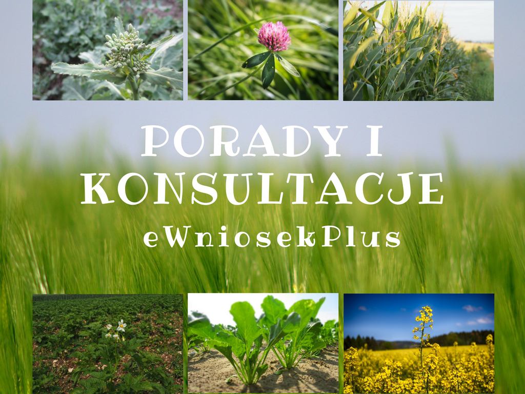 eWniosekPlus – ogłoszenie