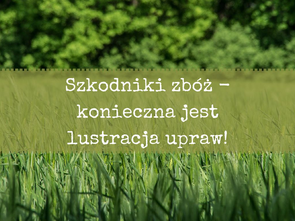 Lustracja upraw zbożowych