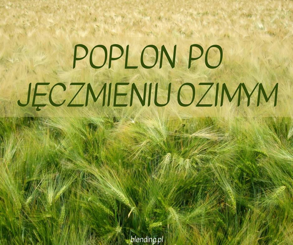 Co po jęczmieniu ozimym?