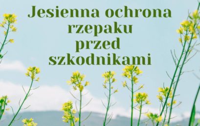 Ochroń swój rzepak przed szkodnikami