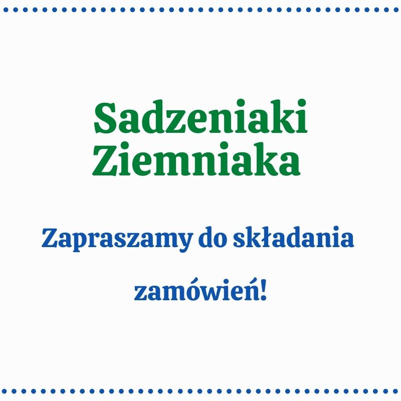 Sadzeniaki ziemniaka