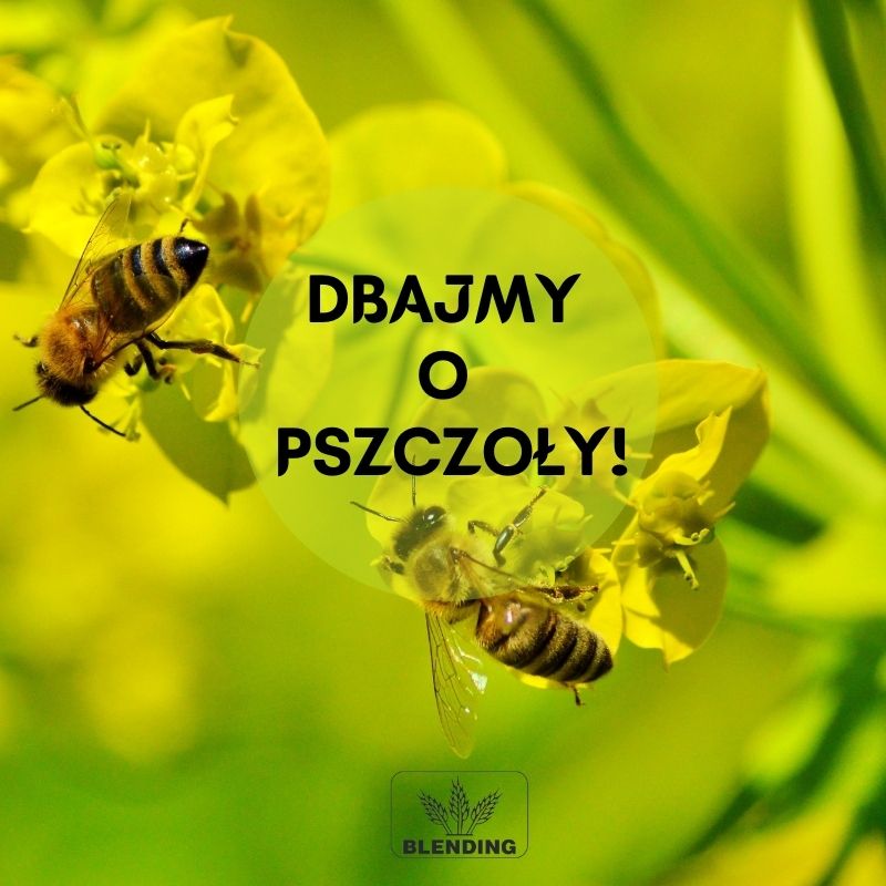 Światowy Dzień Pszczół