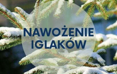 Czy iglaki nawozić