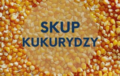 Skup kukurydzy