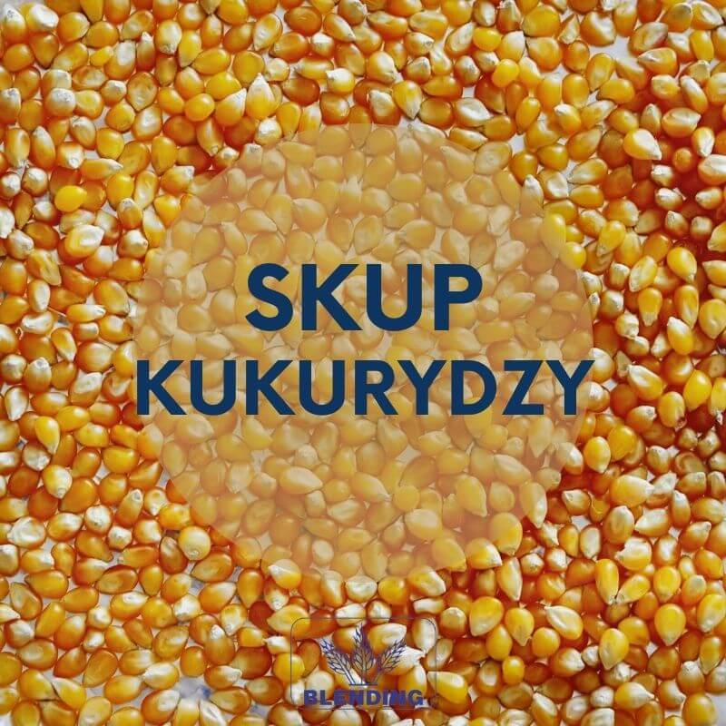 Skup kukurydzy Skup kukurydzy