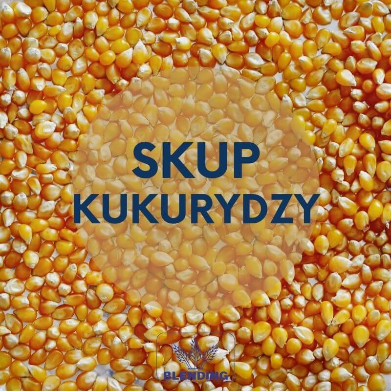 Skup kukurydzy