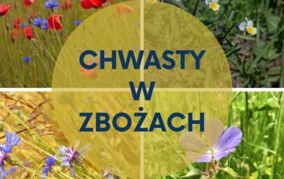 Zwalczanie chwastów