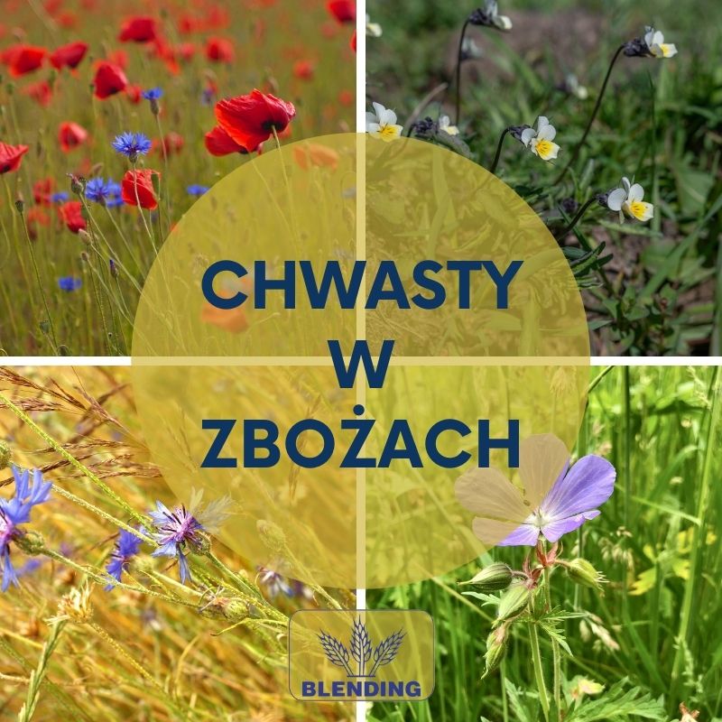 Zwalczanie chwastów