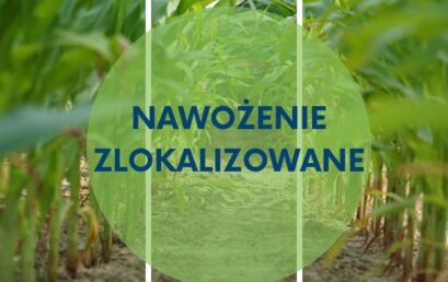 Nawożenie startowe kukurydzy