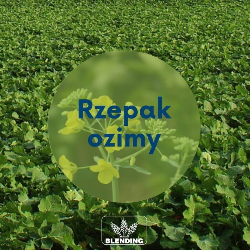 Dobry start Dobry start