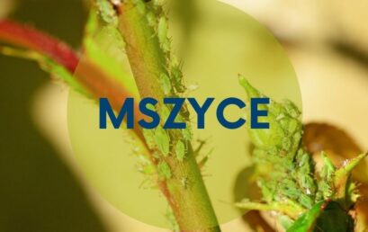 Mszyce w ogrodzie?