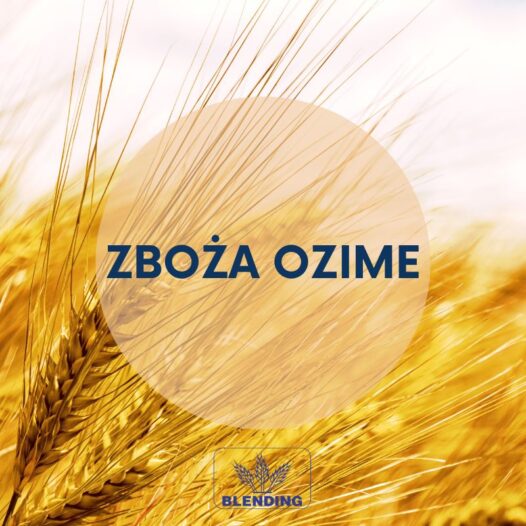 Oferta na materiał siewny