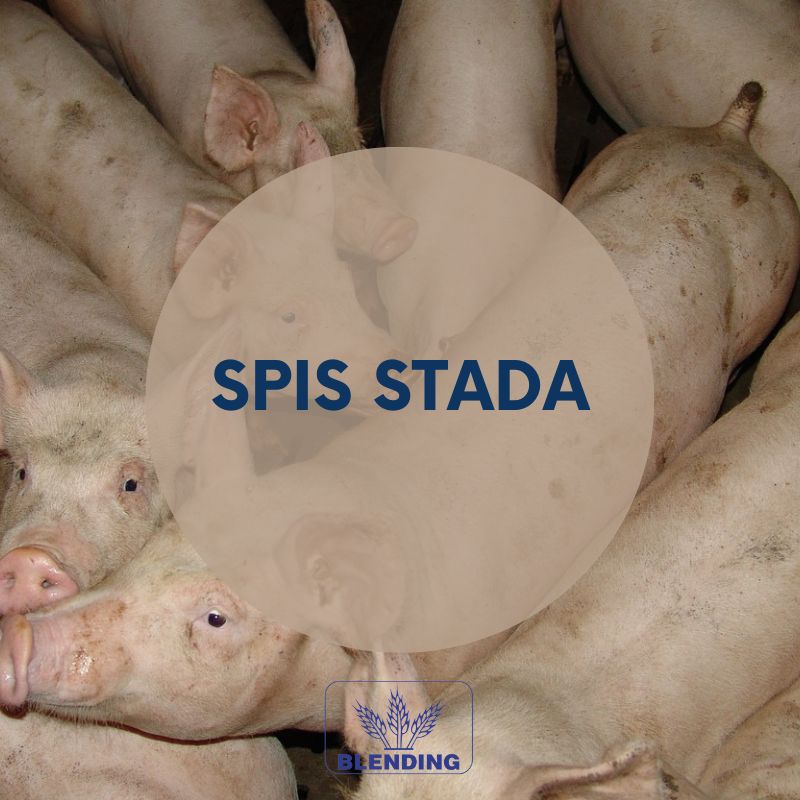 Spis stanu stada świń