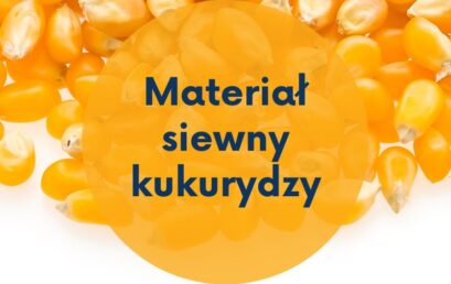 Materiał siewny kukurydzy.