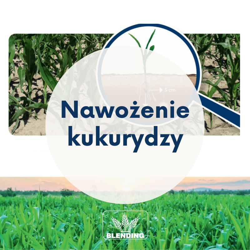 Efektywne nawożenie