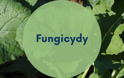 Zabieg fungicydowy rzepaku