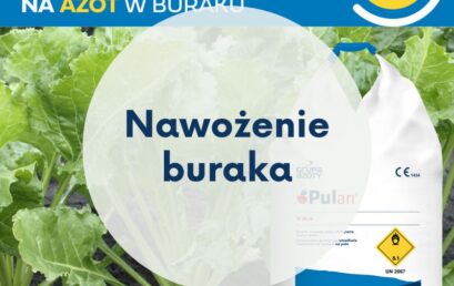 Nawożenie buraka azotem.