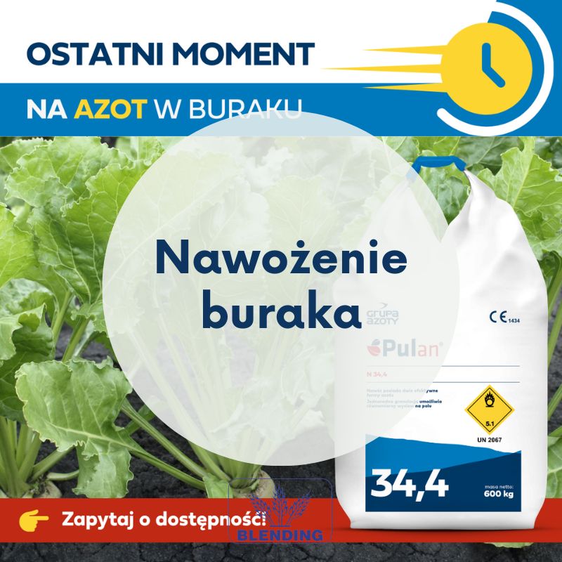 Nawożenie buraka azotem.